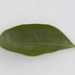 Millsweet Limetta Budwood citrus plant material online shopping