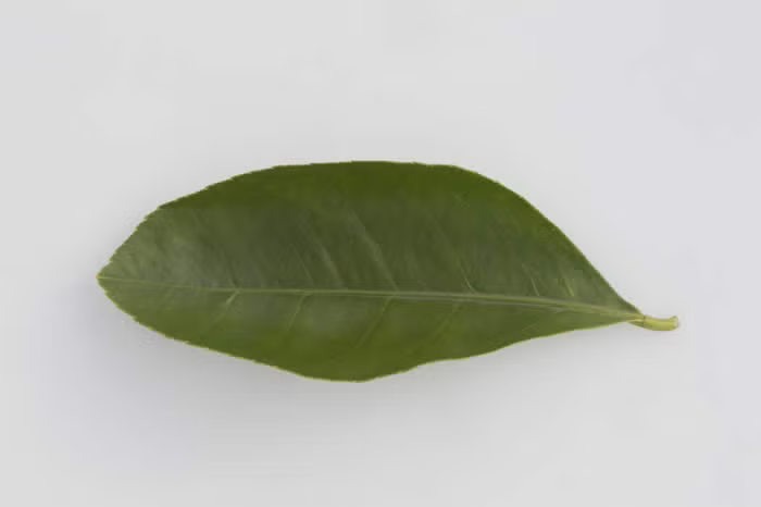 Millsweet Limetta Budwood citrus plant material online shopping