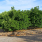 SRA 337 US Furr Mandarin Budwood citrus plant material online shopping