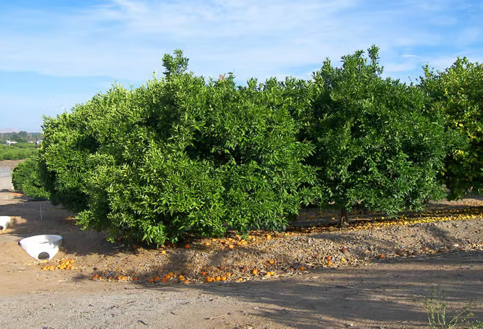 SRA 337 US Furr Mandarin Budwood citrus plant material online shopping