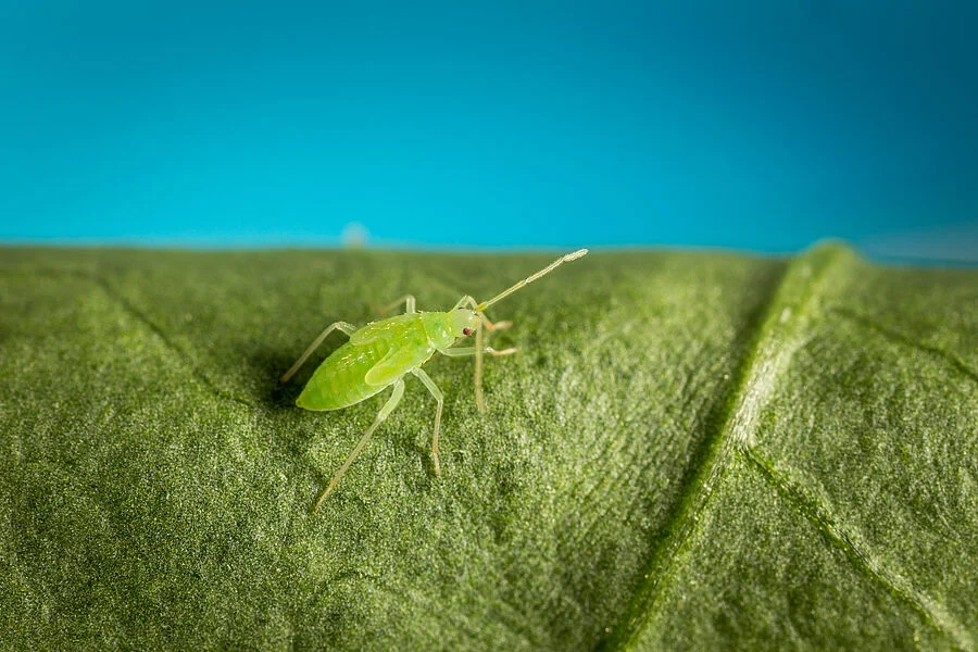 Mirical N Predatory Bug