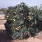 Skaggs Bonanza Navel Orange Budwood citrus plant material online shopping