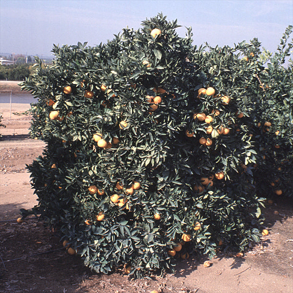 Skaggs Bonanza Navel Orange Budwood citrus plant material online shopping
