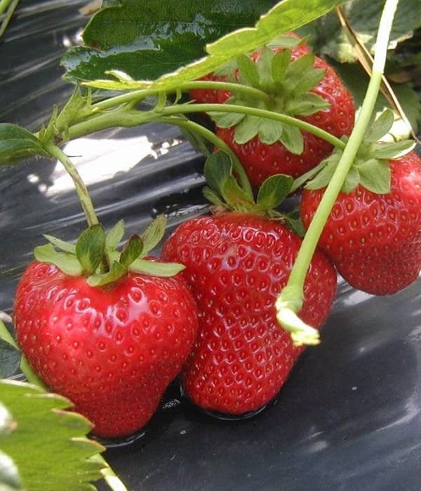 Portola Day Neutral Strawberry