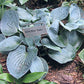 Kiwi Blue Baby Hosta Plants online shopping