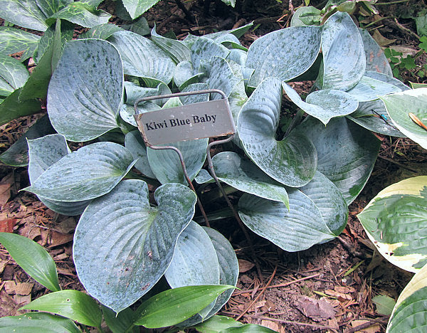 Kiwi Blue Baby Hosta Plants online shopping