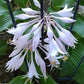 Benedict’s Wild Fire Hosta Plants online shopping