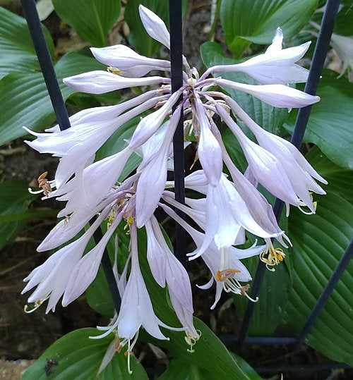 Benedict’s Wild Fire Hosta Plants online shopping