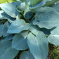Tarheel Blue Hosta Plants online shopping