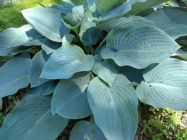 Tarheel Blue Hosta Plants online shopping