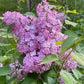 Maiden's Blush Lilac lilac plant online shopping
