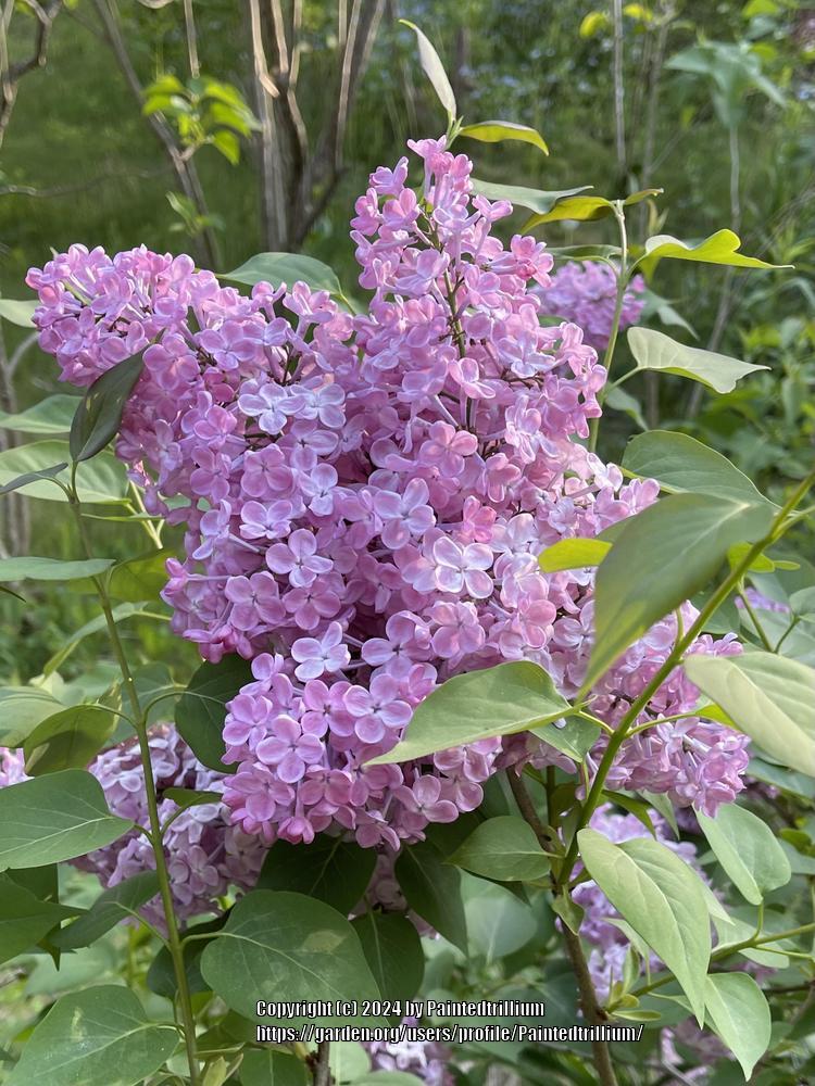 Maiden's Blush Lilac lilac plant online shopping