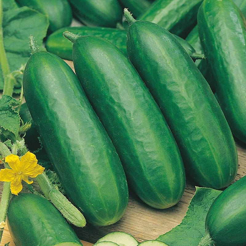Socrates F1 Organic Cucumber