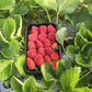 Florida Brilliance™ Short Day Strawberry