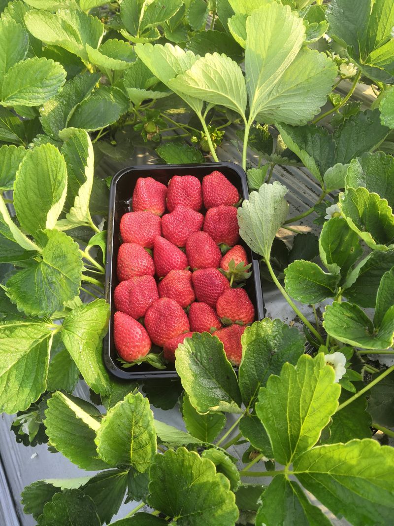 Florida Brilliance™ Short Day Strawberry