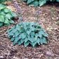 Lakeside Neat Petite Hosta Plants online shopping