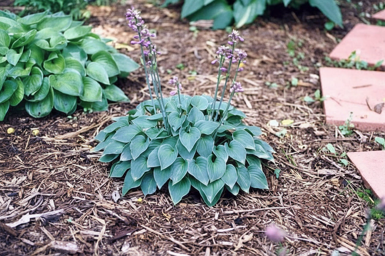 Lakeside Neat Petite Hosta Plants online shopping