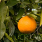 Kara Mandarin Budwood citrus plant material online shopping