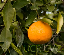 Kara Mandarin Budwood citrus plant material online shopping