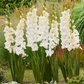 Ivory Perfection Gladiolus Corms