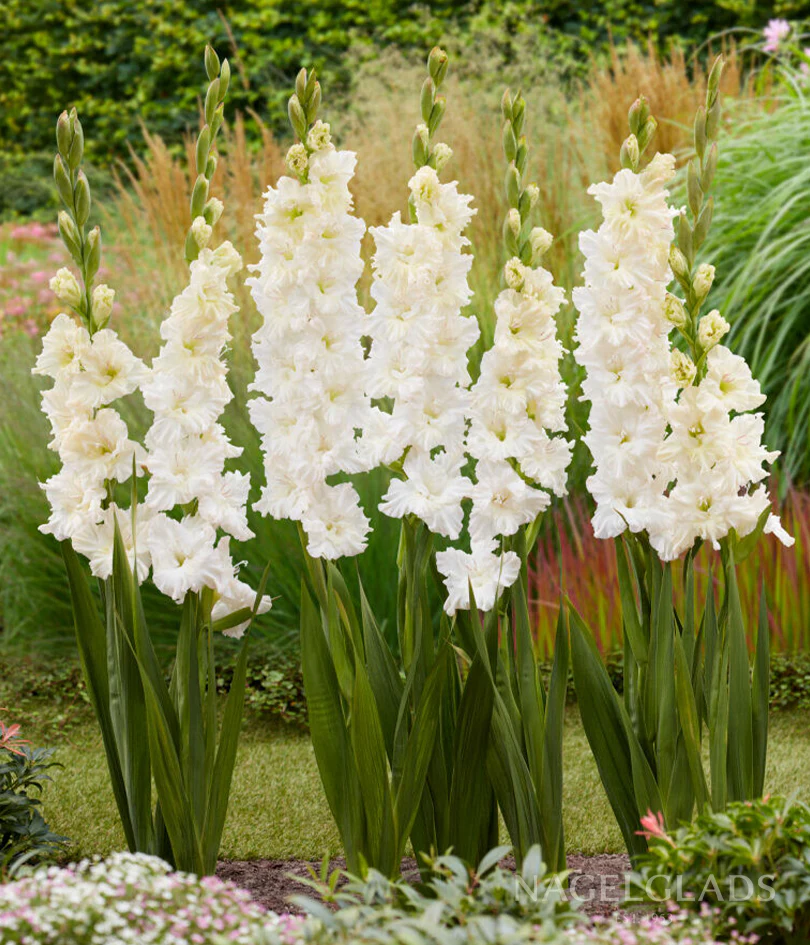 Ivory Perfection Gladiolus Corms