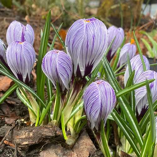 Striped Beauty Crocus Corms