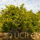 USDA 88-3 Mandarin Hybrid Budwood citrus plant material online shopping