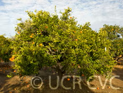USDA 88-3 Mandarin Hybrid Budwood citrus plant material online shopping