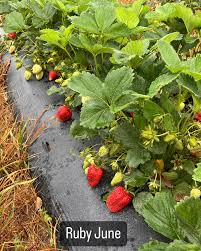 Ruby June Short Day Strawberry