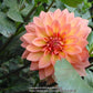 Nicholas Dahlia Plants online shopping