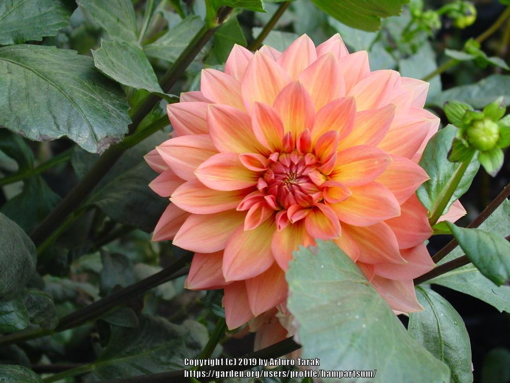 Nicholas Dahlia Plants online shopping