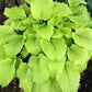 Great Lakes Gold Hosta Plants online shopping