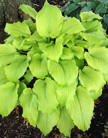 Great Lakes Gold Hosta Plants online shopping