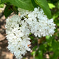 Madame Lemoine Lilac lilac plant online shopping