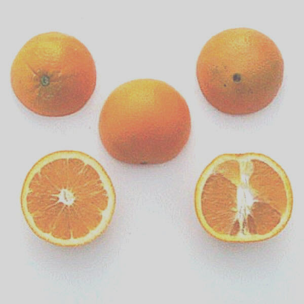 Gillemberg Navel Orange Budwood citrus plant material online shopping