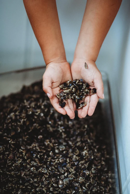 Crassostrea Virginica Oyster Seed MS