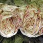 Adige Medio Chicory