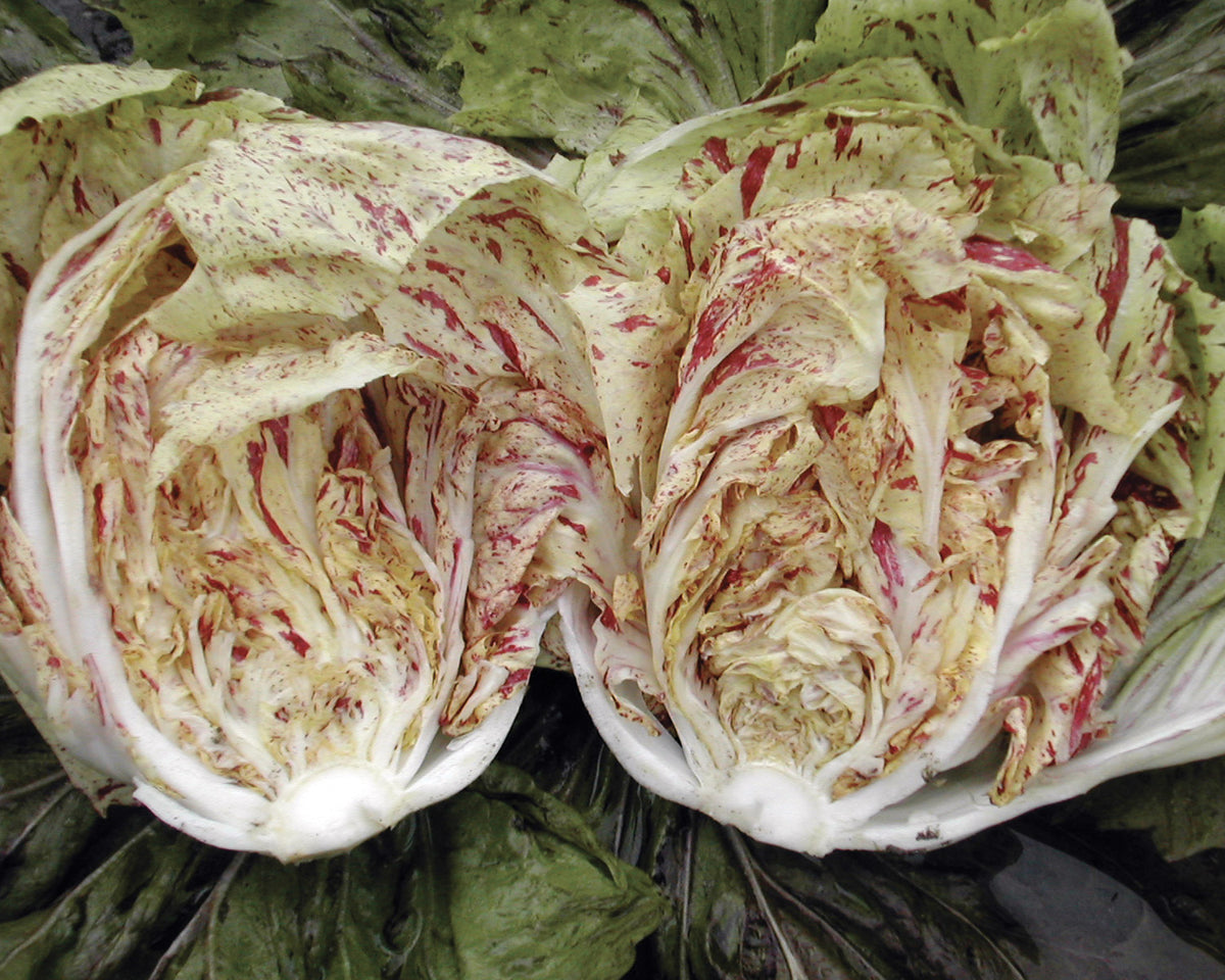 Adige Medio Chicory