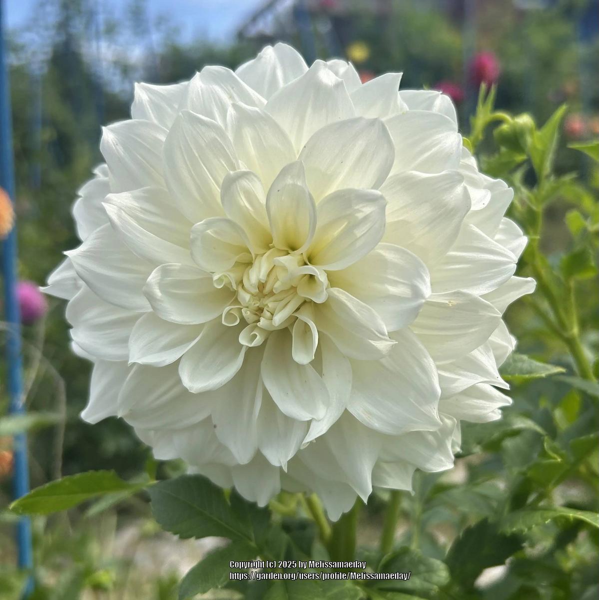 Sterling Silver Dahlia