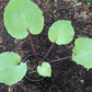 Leopard Legs Hosta Plants online shopping