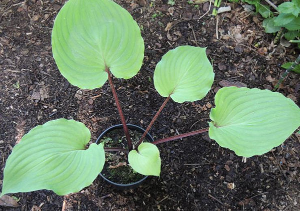 Leopard Legs Hosta Plants online shopping