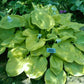 Lemon Meringue Hosta Plants online shopping