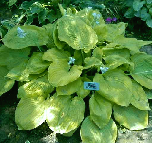 Lemon Meringue Hosta Plants online shopping