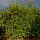 Seedless Lemon Budwood citrus plant material online shopping