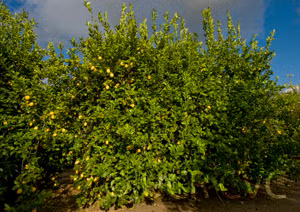 Seedless Lemon Budwood citrus plant material online shopping