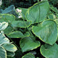 UFO Hosta Plants online shopping