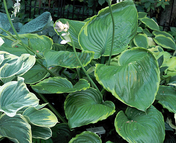 UFO Hosta Plants online shopping