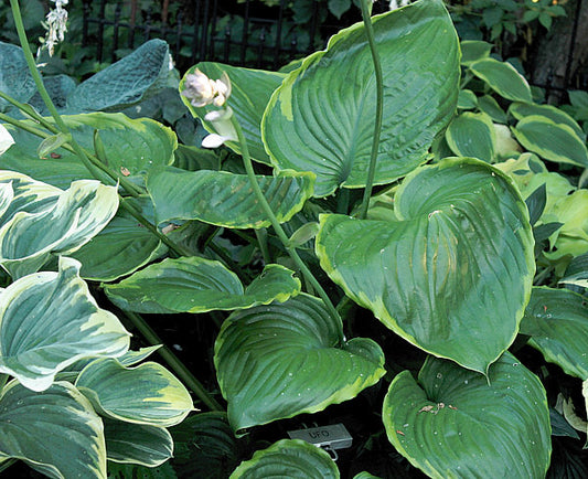 UFO Hosta Plants online shopping