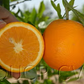 Valencia Late Orange Budwood citrus plant material online shopping