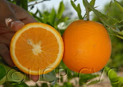 Valencia Late Orange Budwood citrus plant material online shopping